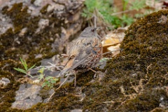 Prunella_collaris_2024_0530_0717