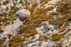 Prunella_collaris_2024_0530_0718-2