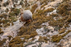 Prunella_collaris_2024_0530_0718