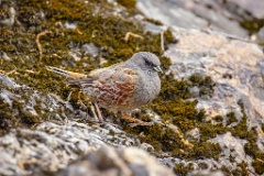 Prunella_collaris_2024_0530_0720-2