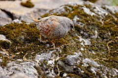 Prunella_collaris_2024_0530_0720