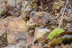 Prunella_collaris_2024_0530_0729