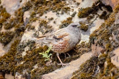 Prunella_collaris_2024_0530_0730-4