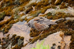 Prunella_collaris_2024_0530_0730-6