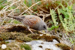 Prunella_collaris_2024_0530_0735