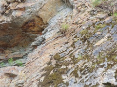 Prunella_collaris_2024_0530_1315-2