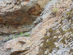 Prunella_collaris_2024_0530_1316