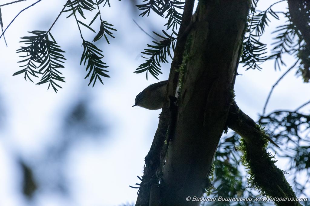 Regulus_ignicapillus_2023_1003_1200.jpg - Королек красноголовый. Firecrest (Regulus ignicapillus). Тисо-самшитовая роща. Сочи, Краснодарский край. Russia, Krasnodar Krai.