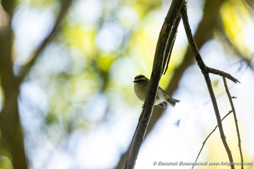 Regulus_ignicapillus_2023_1003_1201-3.jpg - Королек красноголовый. Firecrest (Regulus ignicapillus). Тисо-самшитовая роща. Сочи, Краснодарский край. Russia, Krasnodar Krai.