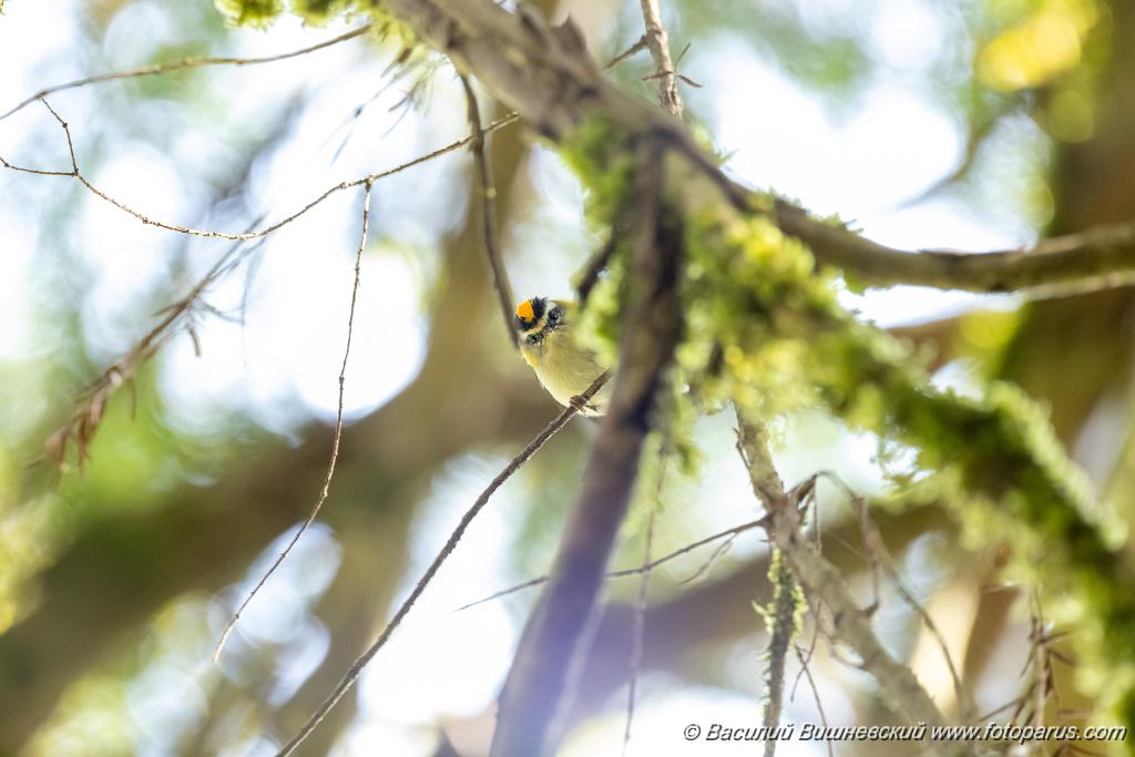 Regulus_ignicapillus_2023_1003_1201-4.jpg - Королек красноголовый. Firecrest (Regulus ignicapillus). Тисо-самшитовая роща. Сочи, Краснодарский край. Russia, Krasnodar Krai.