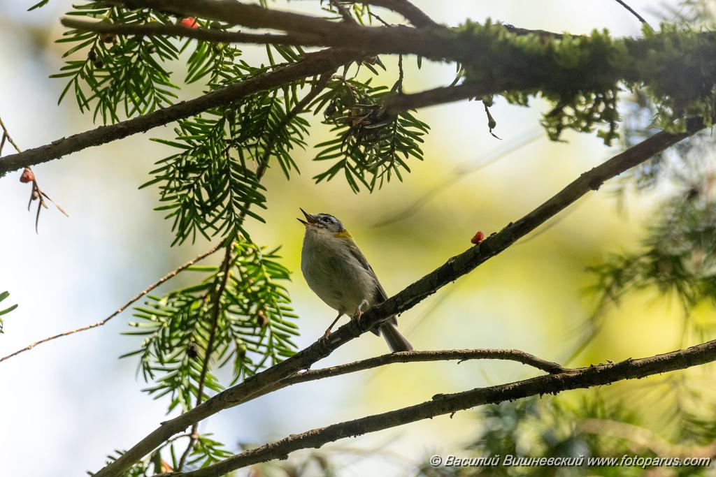 Regulus_ignicapillus_2023_1003_1202-3.jpg - Королек красноголовый. Firecrest (Regulus ignicapillus). Тисо-самшитовая роща. Сочи, Краснодарский край. Russia, Krasnodar Krai.