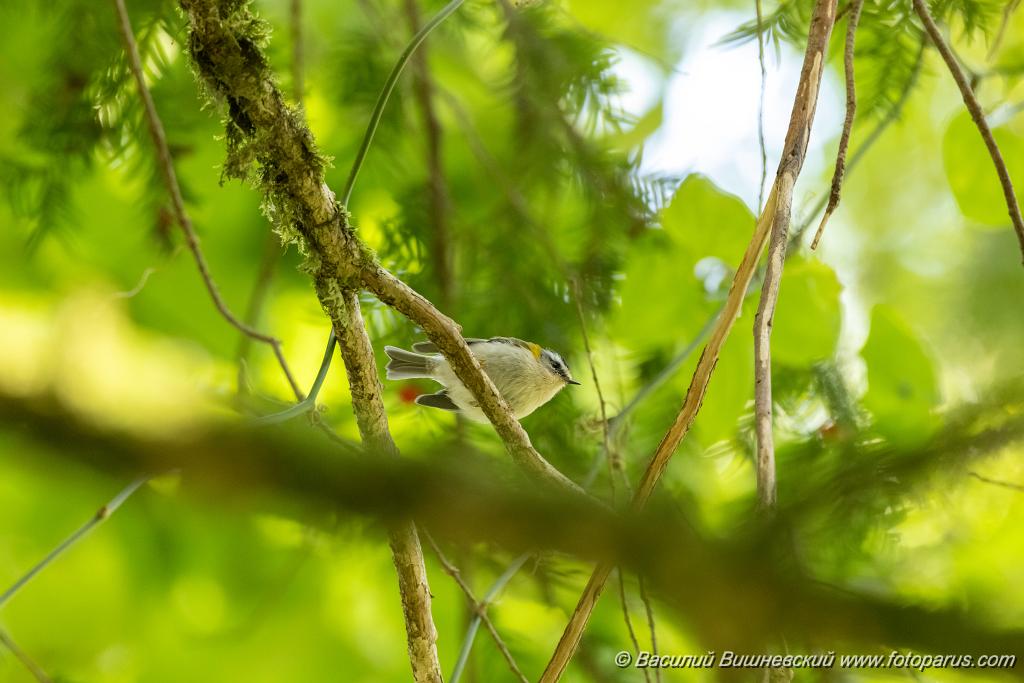 Regulus_ignicapillus_2023_1003_1202.jpg - Королек красноголовый. Firecrest (Regulus ignicapillus). Тисо-самшитовая роща. Сочи, Краснодарский край. Russia, Krasnodar Krai.
