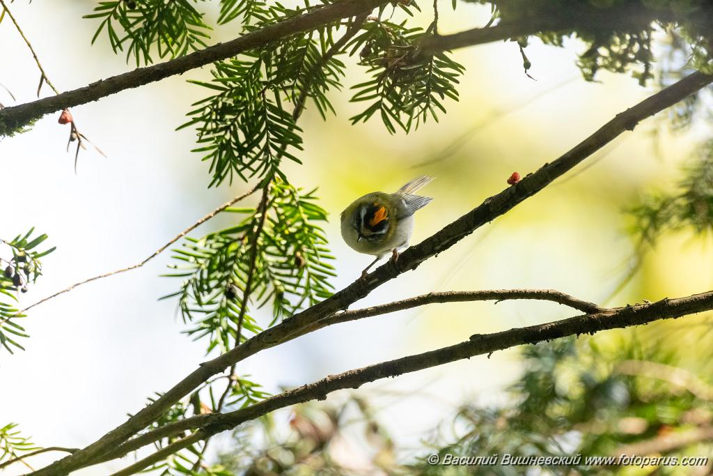Regulus_ignicapillus_2023_1003_1203-3.jpg - Королек красноголовый. Firecrest (Regulus ignicapillus). Тисо-самшитовая роща. Сочи, Краснодарский край. Russia, Krasnodar Krai.
