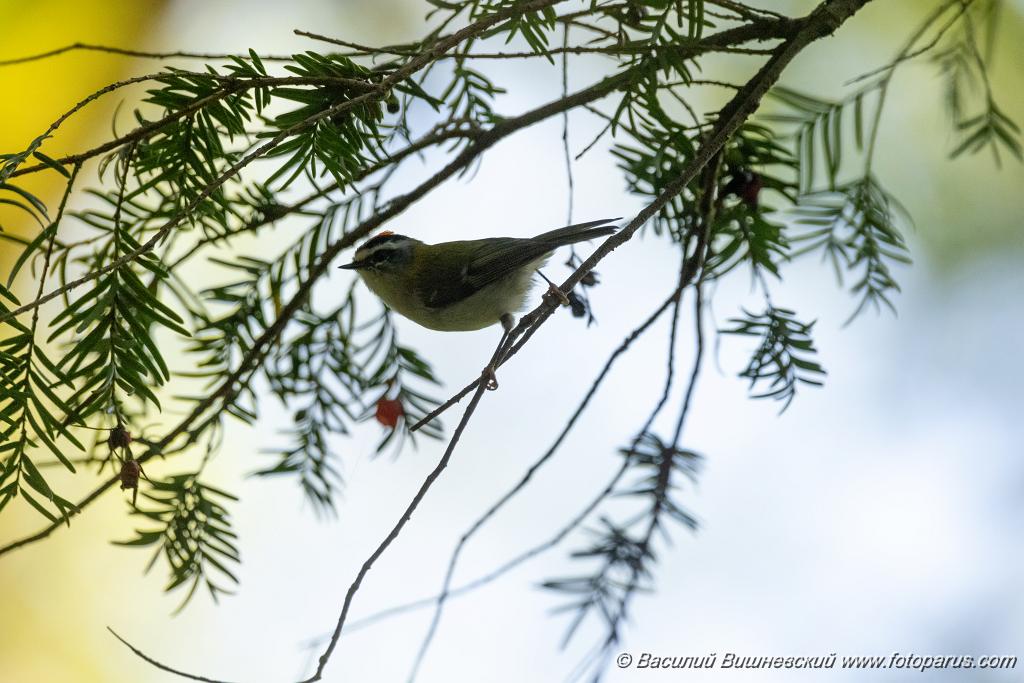 Regulus_ignicapillus_2023_1003_1203-4.jpg - Королек красноголовый. Firecrest (Regulus ignicapillus). Тисо-самшитовая роща. Сочи, Краснодарский край. Russia, Krasnodar Krai.