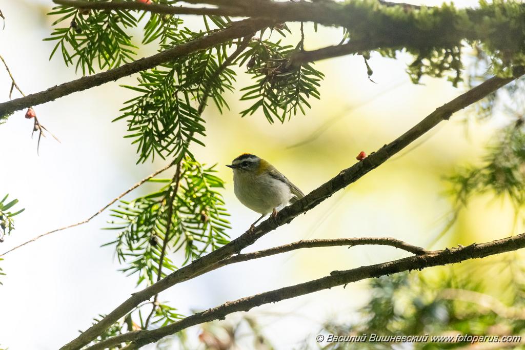 Regulus_ignicapillus_2023_1003_1203.jpg - Королек красноголовый. Firecrest (Regulus ignicapillus). Тисо-самшитовая роща. Сочи, Краснодарский край. Russia, Krasnodar Krai.