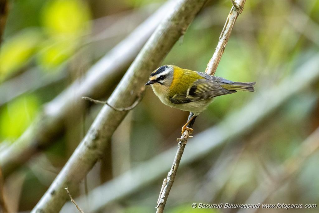 Regulus_ignicapillus_2023_1005_1029-7.jpg - Королек красноголовый. Firecrest (Regulus ignicapillus). Дендрарий, Сочи, Краснодарский край. Russia, Krasnodar Krai.