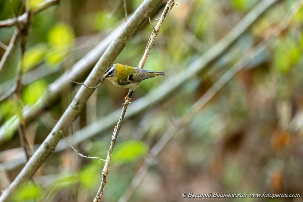 Regulus_ignicapillus_2023_1005_1029-8.jpg - Королек красноголовый. Firecrest (Regulus ignicapillus). Дендрарий, Сочи, Краснодарский край. Russia, Krasnodar Krai.