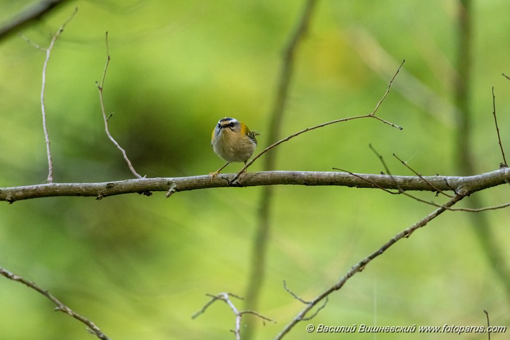 Regulus_ignicapillus_2023_1005_1030-8.jpg - Королек красноголовый. Firecrest (Regulus ignicapillus). Дендрарий, Сочи, Краснодарский край. Russia, Krasnodar Krai.