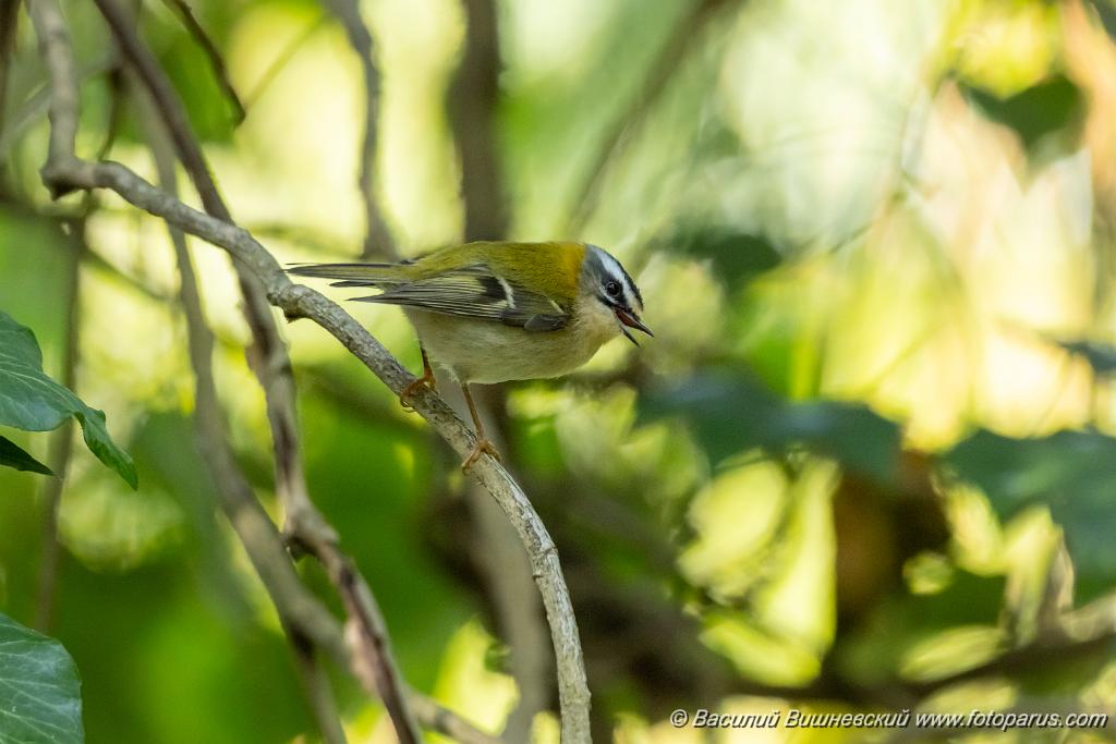 Regulus_ignicapillus_2023_1005_1102-5.jpg - Королек красноголовый. Firecrest (Regulus ignicapillus). Дендрарий, Сочи, Краснодарский край. Russia, Krasnodar Krai.