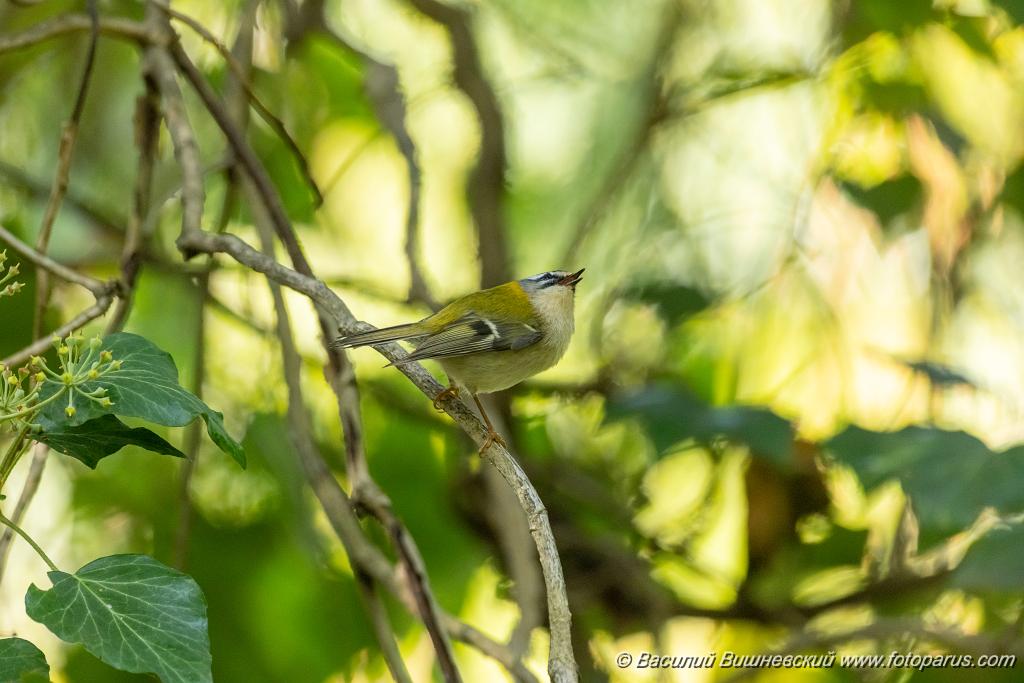 Regulus_ignicapillus_2023_1005_1102.jpg - Королек красноголовый. Firecrest (Regulus ignicapillus). Дендрарий, Сочи, Краснодарский край. Russia, Krasnodar Krai.
