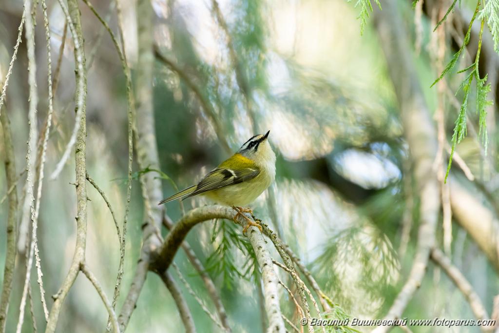 Regulus_ignicapillus_2023_1005_1104.jpg - Королек красноголовый. Firecrest (Regulus ignicapillus). Дендрарий, Сочи, Краснодарский край. Russia, Krasnodar Krai.