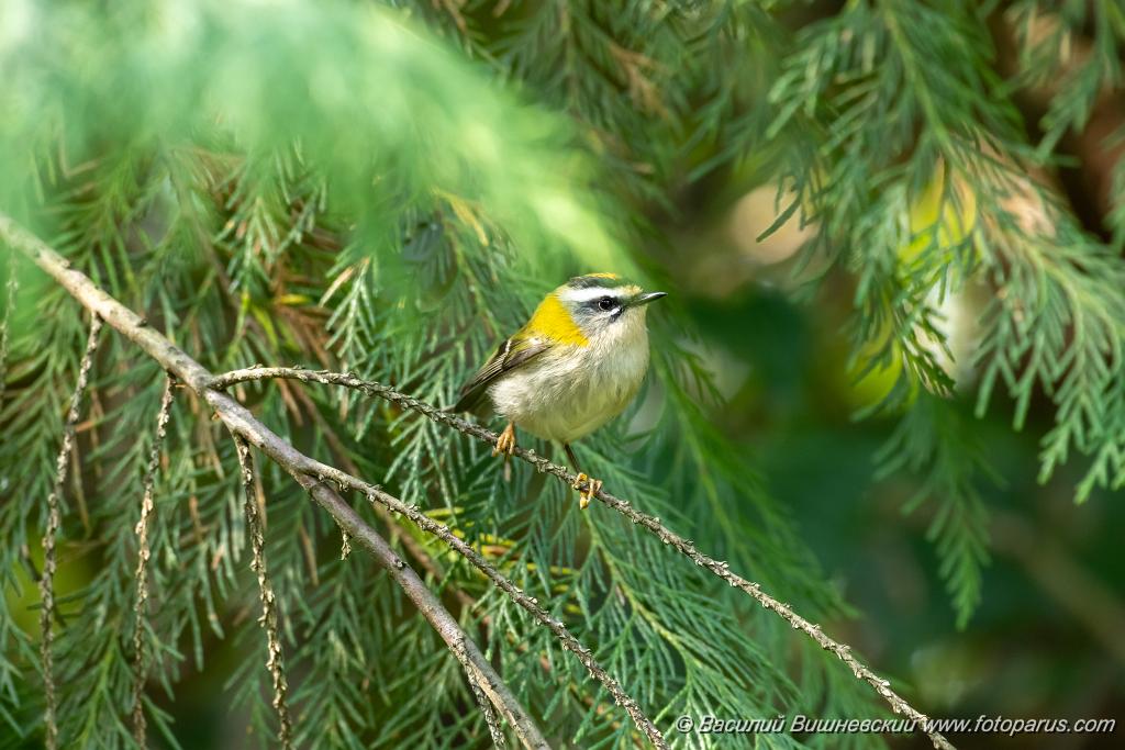 Regulus_ignicapillus_2023_1005_1105.jpg - Королек красноголовый. Firecrest (Regulus ignicapillus). Дендрарий, Сочи, Краснодарский край. Russia, Krasnodar Krai.