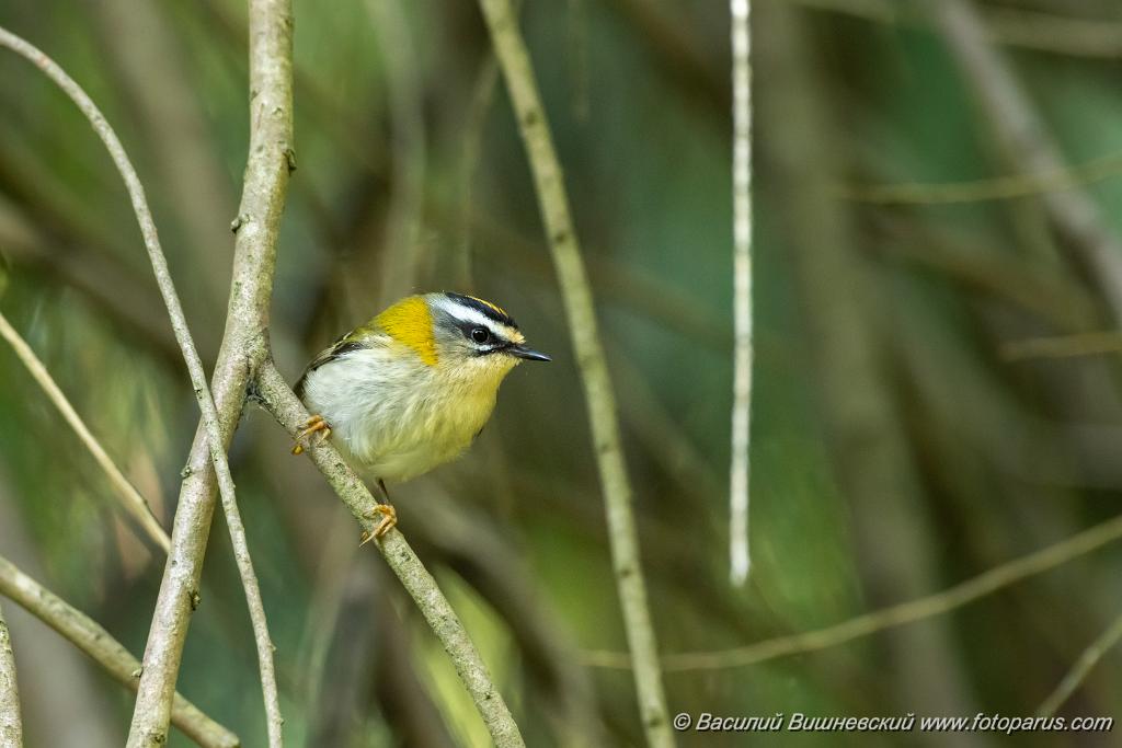 Regulus_ignicapillus_2023_1005_1107-10.jpg - Королек красноголовый. Firecrest (Regulus ignicapillus). Дендрарий, Сочи, Краснодарский край. Russia, Krasnodar Krai.