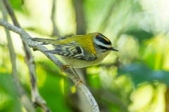 0_Regulus_ignicapillus_2023_1005_1102-6