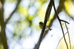 Regulus_ignicapillus_2023_1003_1201-3