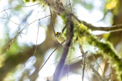 Regulus_ignicapillus_2023_1003_1201-4