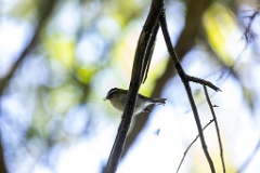 Regulus_ignicapillus_2023_1003_1201