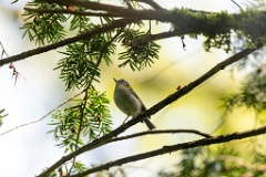 Regulus_ignicapillus_2023_1003_1202-4