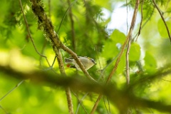 Regulus_ignicapillus_2023_1003_1202