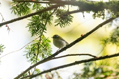 Regulus_ignicapillus_2023_1003_1203