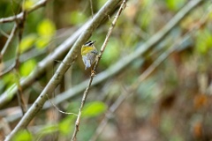 Regulus_ignicapillus_2023_1005_1029