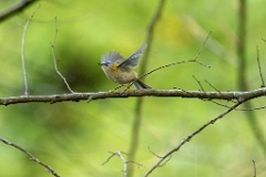 Regulus_ignicapillus_2023_1005_1030-10