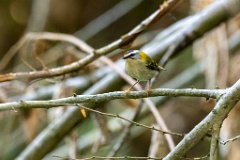 Regulus_ignicapillus_2023_1005_1030-6