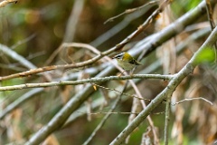 Regulus_ignicapillus_2023_1005_1030-7