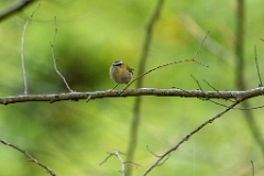 Regulus_ignicapillus_2023_1005_1030-8