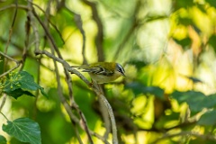 Regulus_ignicapillus_2023_1005_1102-4