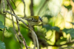 Regulus_ignicapillus_2023_1005_1102-5