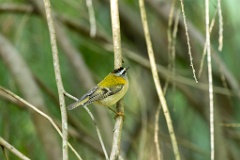 Regulus_ignicapillus_2023_1005_1103-2