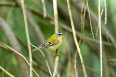 Regulus_ignicapillus_2023_1005_1103