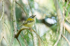 Regulus_ignicapillus_2023_1005_1104-2