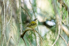 Regulus_ignicapillus_2023_1005_1104