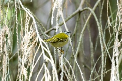 Regulus_ignicapillus_2023_1005_1106