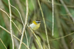 Regulus_ignicapillus_2023_1005_1107-11