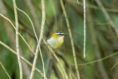 Regulus_ignicapillus_2023_1005_1107-12