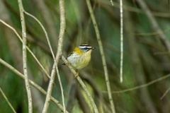 Regulus_ignicapillus_2023_1005_1107-13