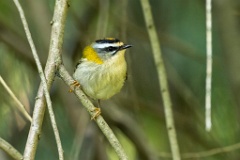 Regulus_ignicapillus_2023_1005_1107-14